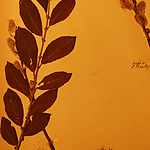 4 augustus 1940, de eerste datum van het herbarium.